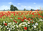 A painting of a poppy field with daisies by Margaret Heath RSMA.